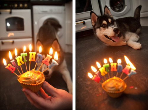It&rsquo;s my birthday and I&rsquo;ll howl if I want to.