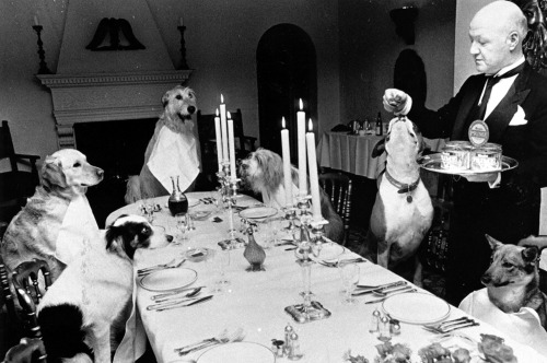 Butler sert de la nourriture pour chiens lors d'un lancement de nourriture canine, Knightsbridge, Angleterre, 1984.