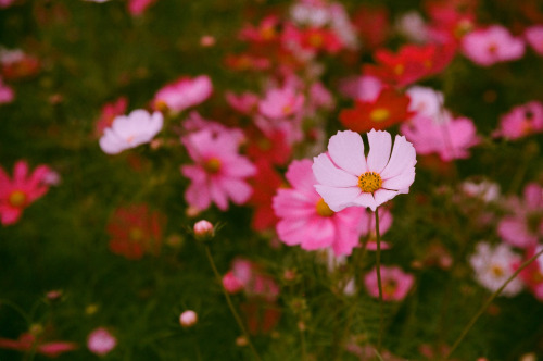 floralls:  by  Allen Hsu