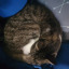 divinebastet