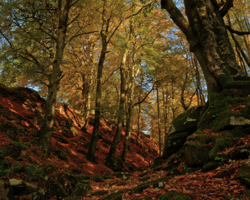 Autumn Colours by AdrianSadlier