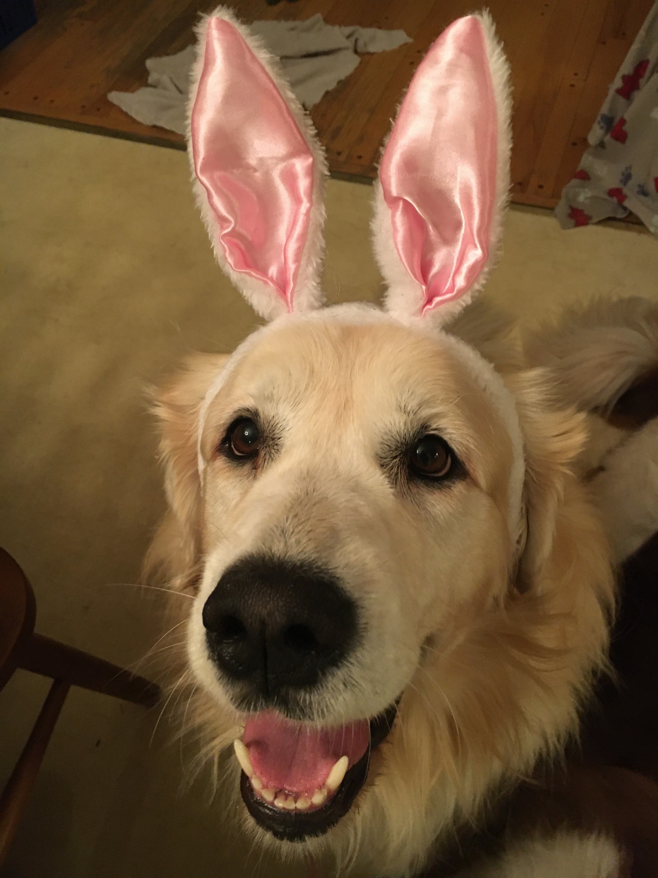 Happy Easter from Josie & Teddy.