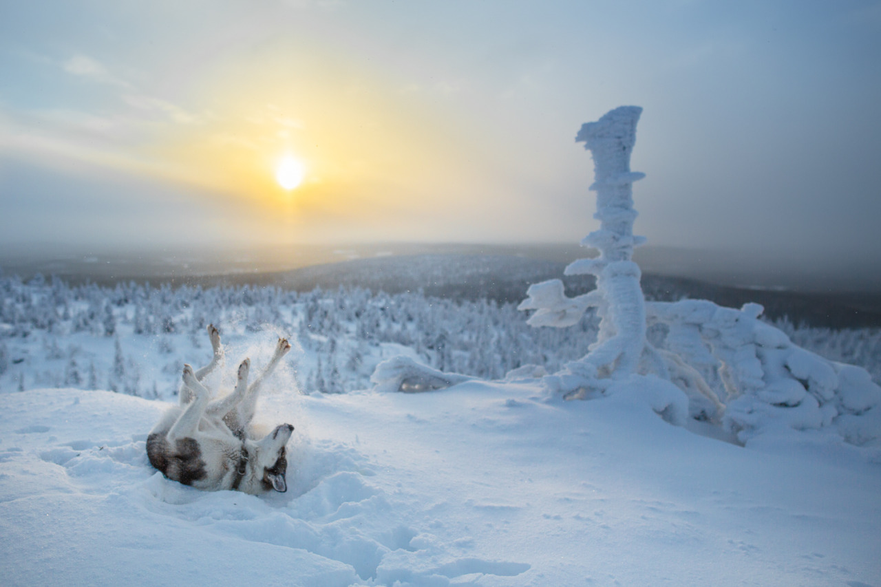 tiinatormanenphotography:  Happy husky. 22th Nov 2015, Iso-Syöte, Finland. by Tiina