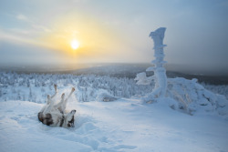 tiinatormanenphotography:  Happy husky. 22th Nov 2015, Iso-Syöte, Finland. by Tiina Törmänen | web | FB | IG |    This looks badass!!