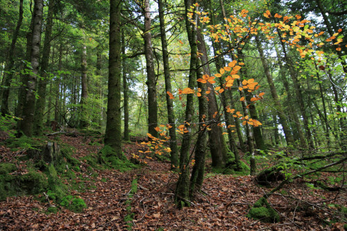 Timide automne (forêt d'Huelgoat) by Nadine Le Goff