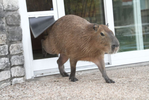 Mudskipper Rous has her own pet door. It’s a large for a dog but she just barely fits through.She’s 