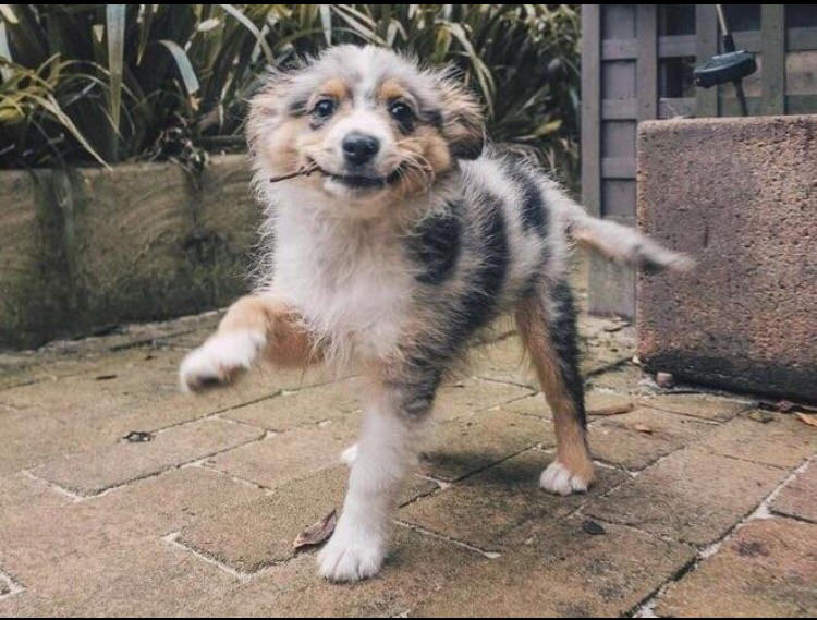 awwww-cute:  Look! I got a stick! (Source: https://ift.tt/2NUVCj8)