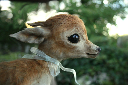 beinggigantic:  beinggigantic:  beinggigantic:  did u guys see the deer with the ribbon   this one did u see it  did u see this 