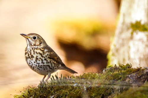 The forest&rsquo;s secretsThe encounters are unknownA song thrush this time.Singdrossel (song th