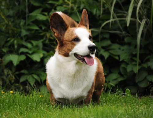 simonsaysbark:  Red brindle Cardi, very green grass! 