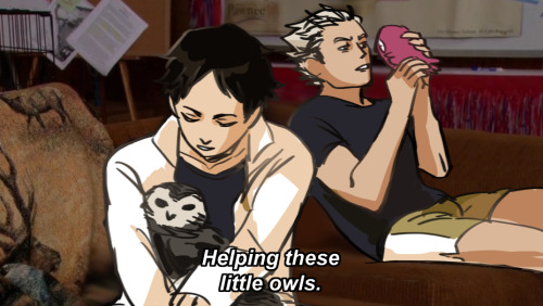 alcieart:akaashi loves owls more than he loves people and bokuto realizes his owl is actually a stuffed owl [x]