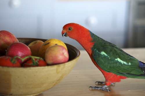 blurds:avianawareness: Bold King Parrot 6 (by trisharooni) I would like also to be thrilled by fruit