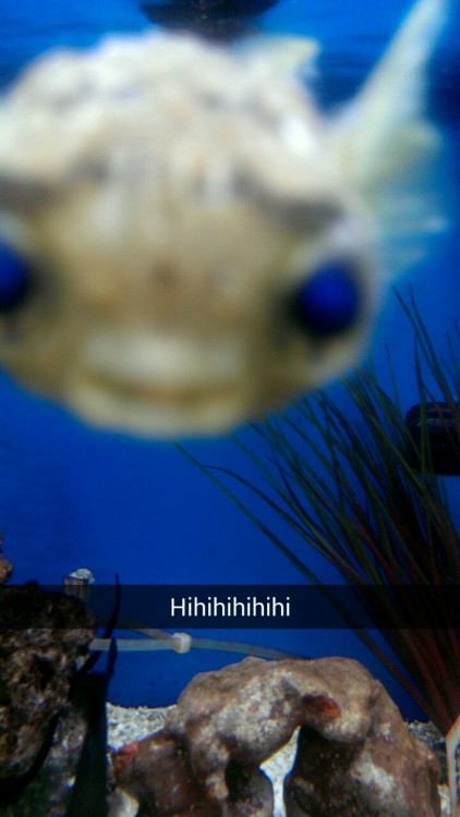ugly-bread:  I went to a pet store today