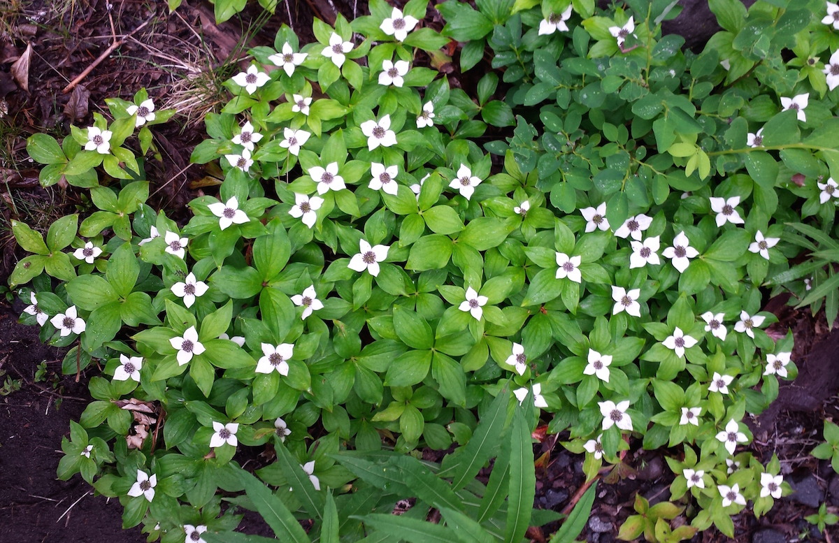 Weekly Wildflower: May 28, 2015
Reports say that wildflower conditions along Upper Kautz trail are already looking great with numerous flowers starting to bloom. However, this lovely patch of Bunchberry/Dwarf Dogwood (Cornus canadensis) was...