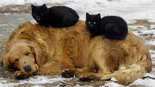 wwinterweb: Cats Using Dogs as Pillows (see 15 more)