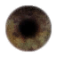 mizaska:was browsing trough half life 2s texture files and i thought these eye textures could help a