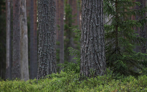 okmoonkid: Pine Forest by Pasi Parkkinen on Flickr.