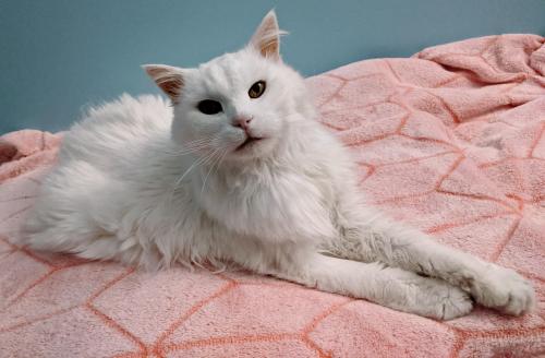 Kittygallore:my 20 Year Ol’ Serena Looking Regal On Her Favorite Blanket!