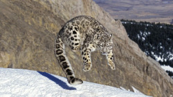 coolcatgroup: cat-pictures-daily: he hop  Sproing boing boing  