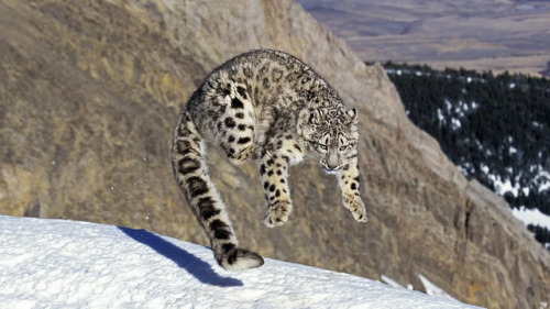 coolcatgroup: cat-pictures-daily: he hop  Sproing boing boing  