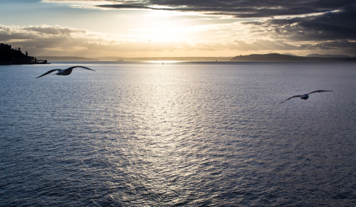 Seagulls are silly.