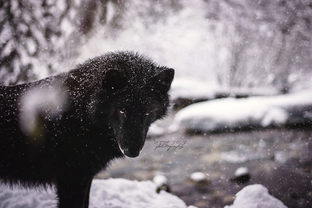 brynnecarra-photography:Less dork, more epic.