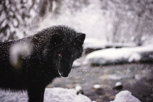 brynnecarra-photography:Less dork, more epic.