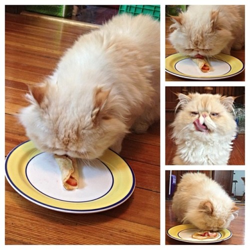 lucifurfluffypants:Cat lady status: Advanced. Mom made me strawberry crepes. Cat-sized crepes. #pers