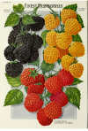 themoatedgrange:Raspberries. John Lewis Childs, Inc., (1921)