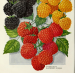 themoatedgrange:Raspberries. John Lewis Childs, Inc., (1921)