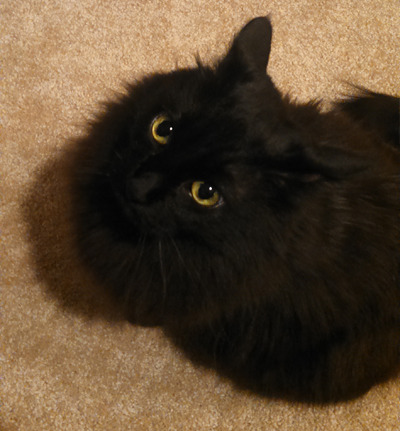 kreugan:  luna aka the unholy offspring of lightning and death itself 