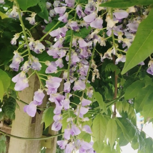 wild-flower:wisteria in the rain