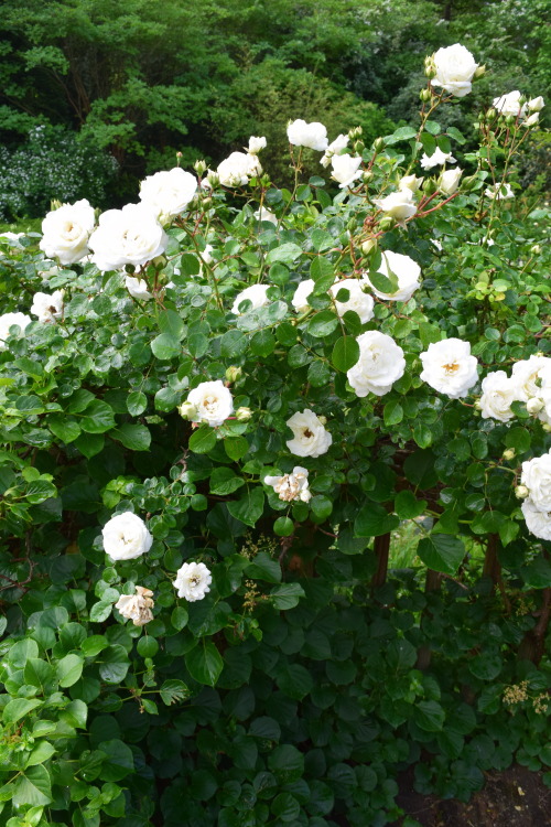 berniewong: Rainy morning, sunny afternoon. White climbing rose and kitties.