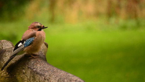 last Autumn I saw a little jay with a broken top beak. he seemed unusually comfortable with landing 