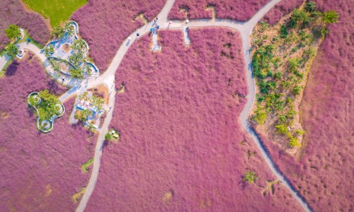 XXX synqra:Pink muhly grass fields in a small photo