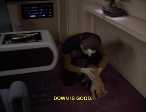 raptorific:  can’t this show just be nothing but data training cats 