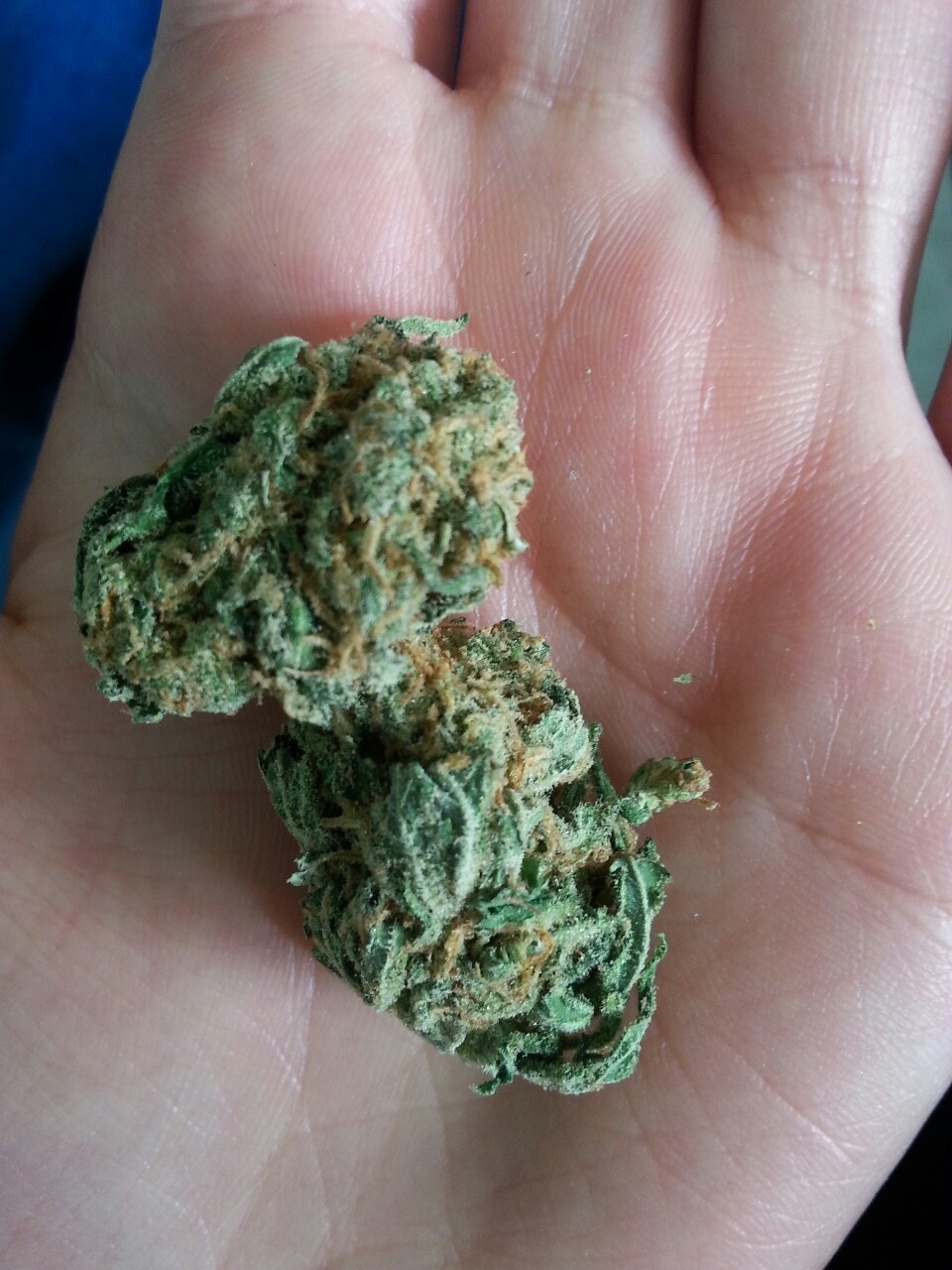 skinaspaleascrack:  Lemon Haze 