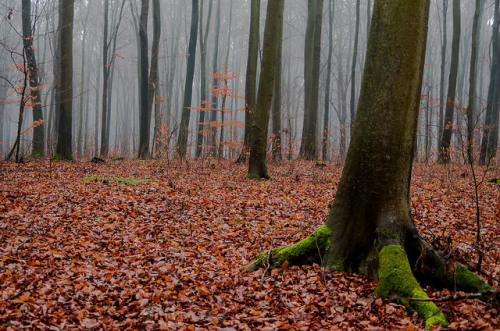 Hiding from the fog by piotrekfil on Flickr.