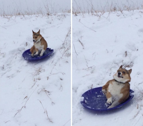 littlemebigheart:  tastefullyoffensive:  Dogs Who’ve Just Made Poor Life Choices (photos via distractify)Previously: Cats Using Dogs as Pillows  I am all of these dogs.