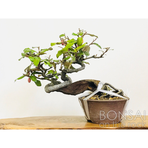 寒茱萸（カングミ）の盆栽 Silverthorn (species of oleaster), “KAN-GUMI”, bonsai 2018.4.14 撮影 —-