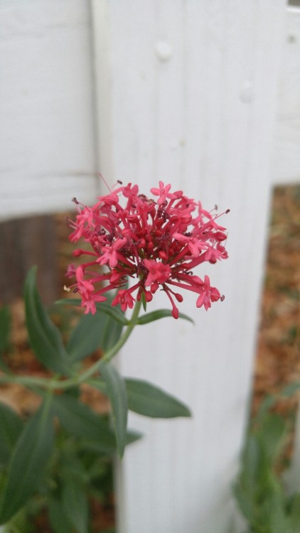 Centranthus ruber is in the family Caprifoliaceae. Commonly known as red valerian, it is native to t