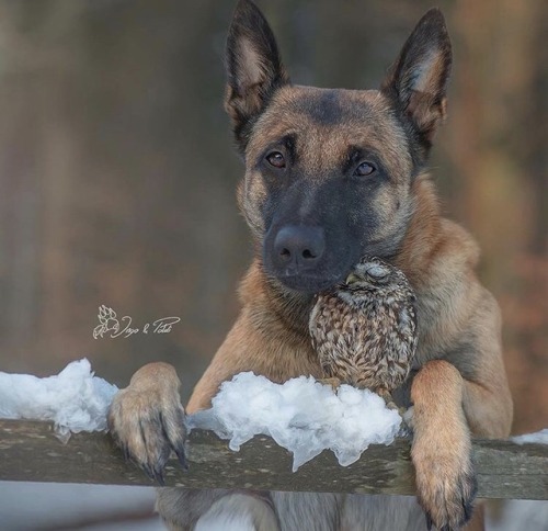 quotenhomo: animals-lovers: Instagram: animals_lover_ig Please credit the actual photographer Tanja 