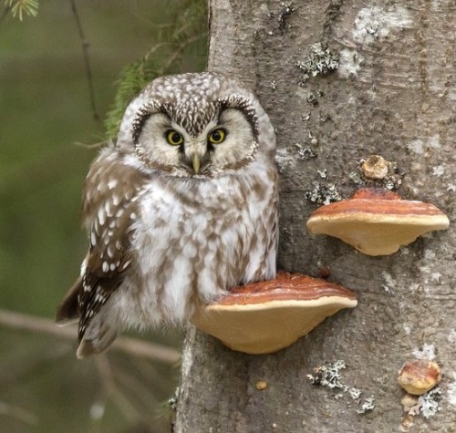 mushroom-fae: