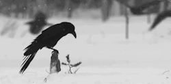 signal-licht:  Tumblr unter We Heart It. 