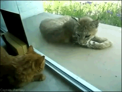 sparky-sparkerson:cptfantasy:Housecat meets bobcat“why are you trapped in there, tiny orange bobcat”