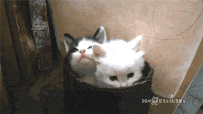 somepretty-things:boo-author:fluffmugger:beckyblackbooks:Yawns are catching. Even when you’re kitten