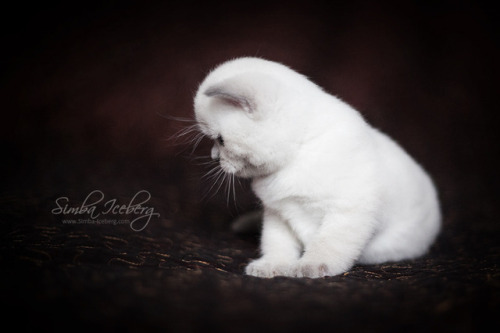 Simba Iceberg Harry ❤ Scottish Straight blue point kitten is 31 days old (d.o.b. 25.03.2017)