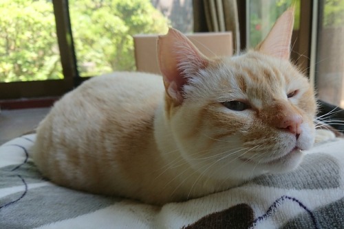 straycatj:オレは気分もよく、心地よい時間を過ごしていますI feel good and spend comfortable time today.