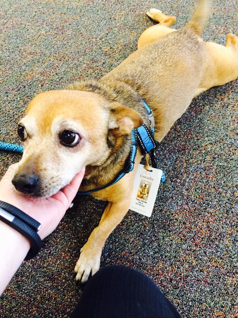 cute-overload:  The therapy dog for the Older Adults team at the agency I work for.