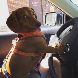 cuteanimalspics:  I Drive Dis (Source: http://ift.tt/1DrRwIU)